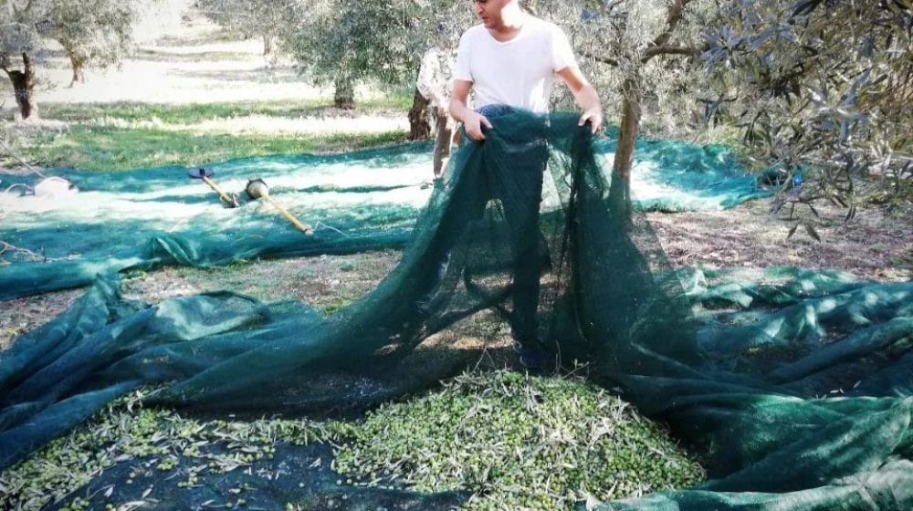 procedura-frantoio-olio-oliva-raccolta